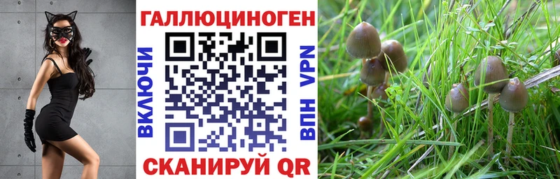 магазин продажи   Дивногорск  Галлюциногенные грибы GOLDEN TEACHER 