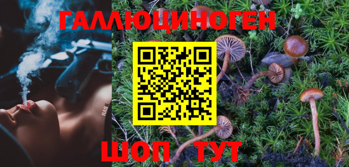 Дивногорск  Галлюциногенные грибы прущие грибы  Вход с VPN 